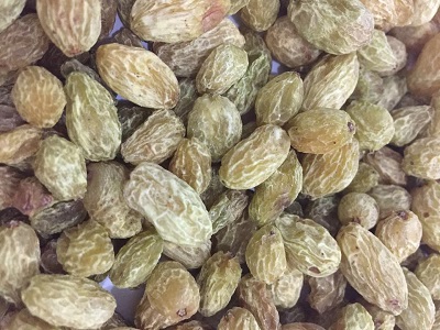微波低溫膨化干燥機 酥脆葡萄干 