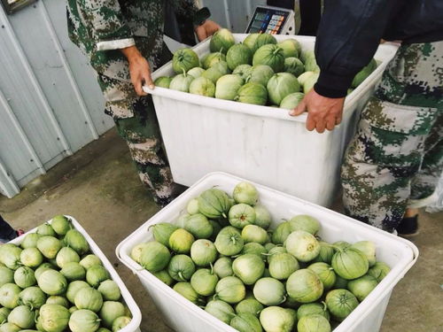 農產品區域公用品牌“濟寧禮饗”搭乘中國速度，駛向全國