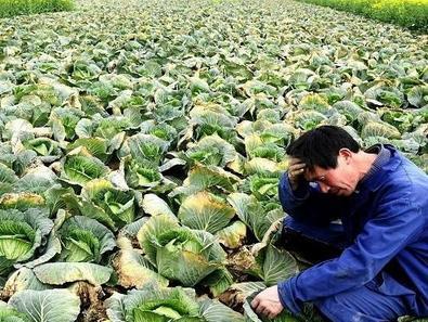 農產品滯銷加劇，這3個原因是根本，農民必須了解